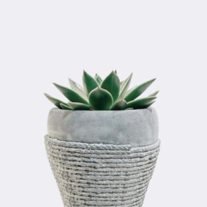 plant5-free-img Green Soil Lotus